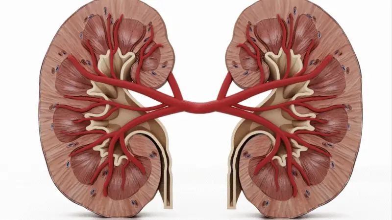 Nefropatia diabética: 10 curiosidades e informações sobre a condição de saúde