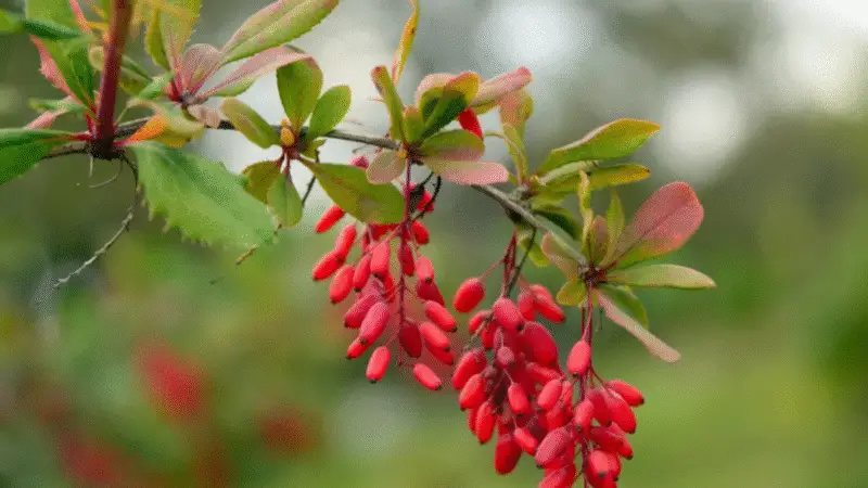 Berberina para diabéticos: 4 benefícios incríveis