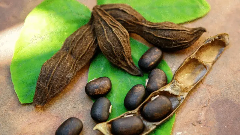 Mucuna pruriens: 6 benefícios para diabéticos!
