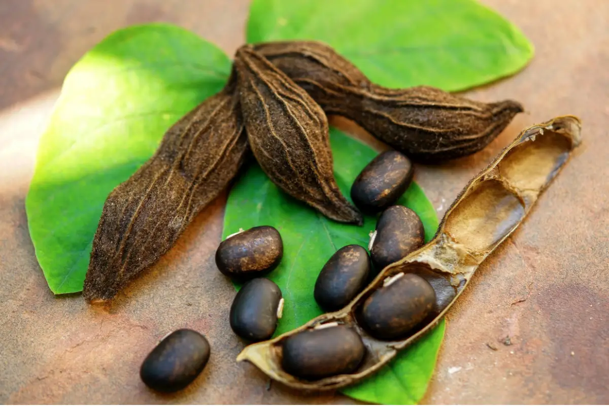 Mucuna pruriens: 6 benefícios para diabéticos!