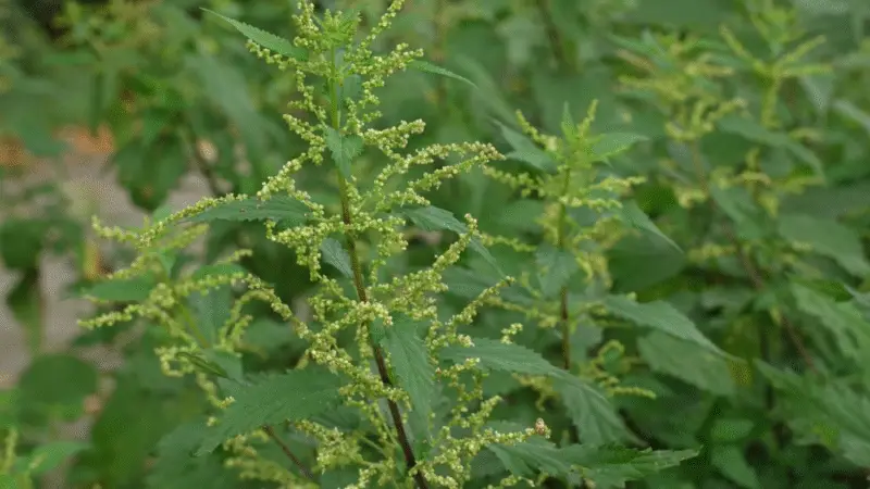 Urtica dioica: 4 benefícios para diabéticos que você precisa conhecer