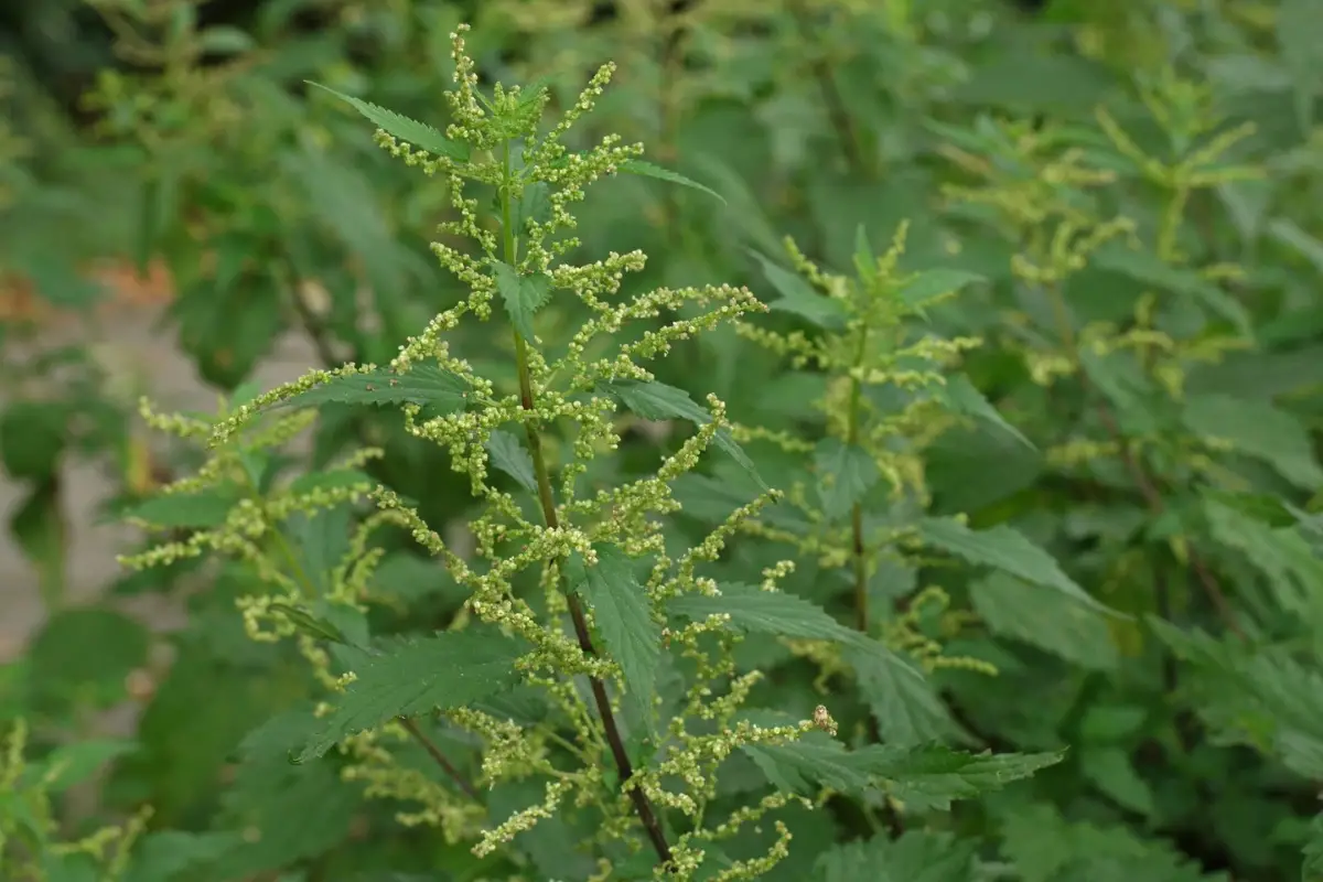 Urtica dioica: 4 benefícios para diabéticos que você precisa conhecer